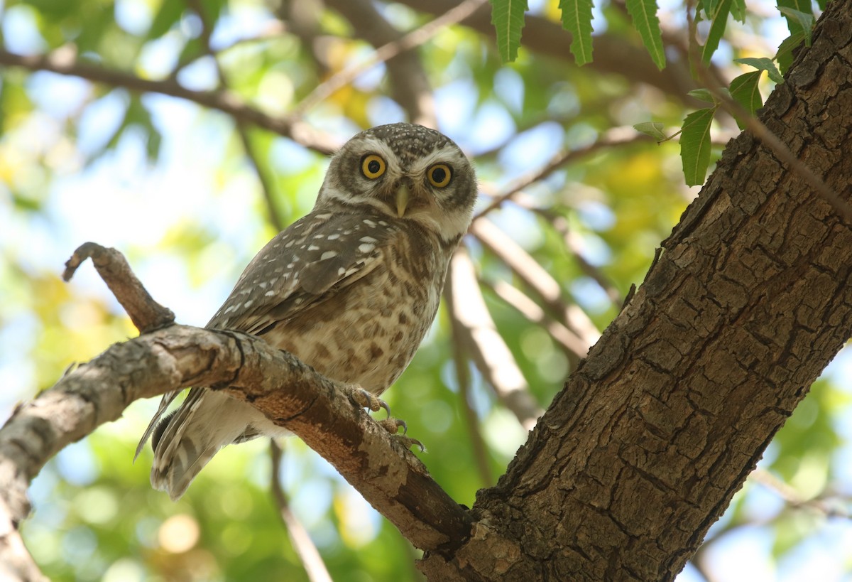 Spotted Owlet - ML578736271