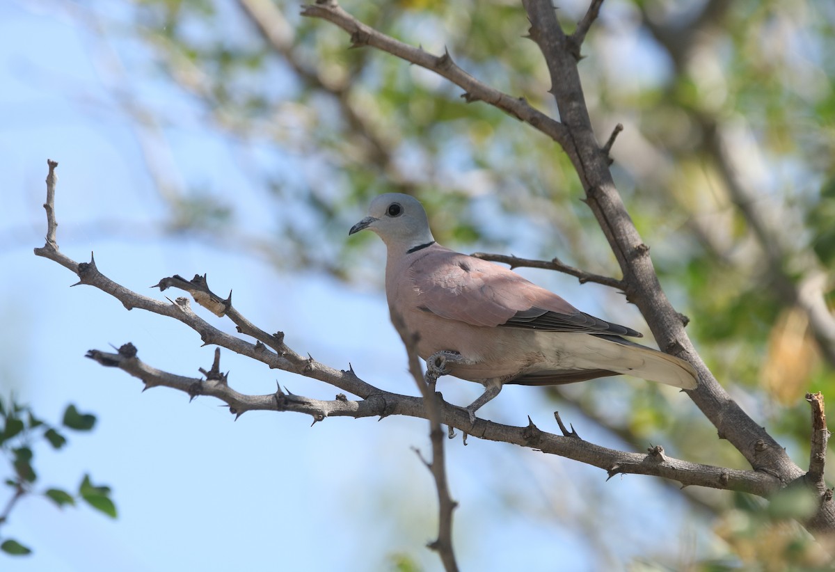 Red Collared-Dove - ML578736291