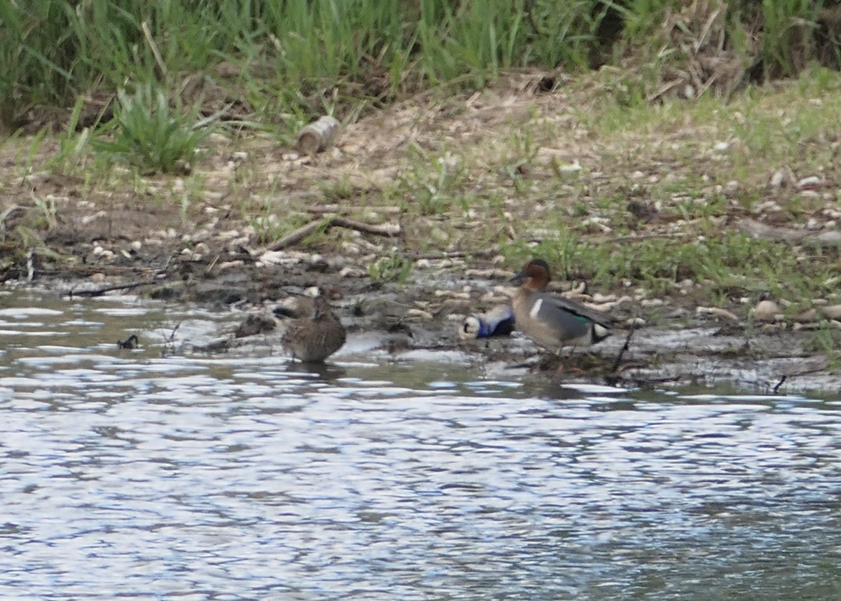 Green-winged Teal - ML578737391