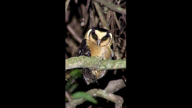 Buff-fronted Owl - ML578739031