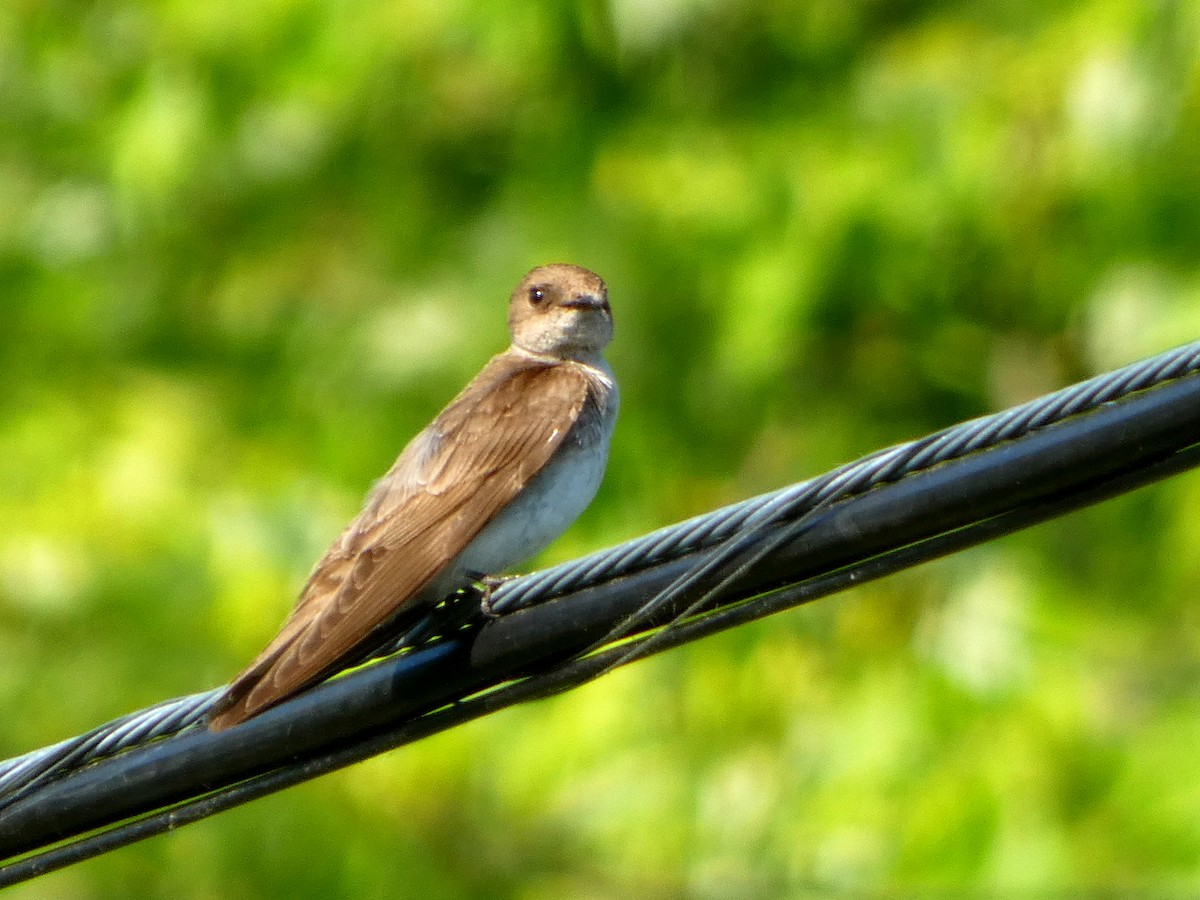 Northern Rough-winged Swallow - Pipilo erythrophthalmus