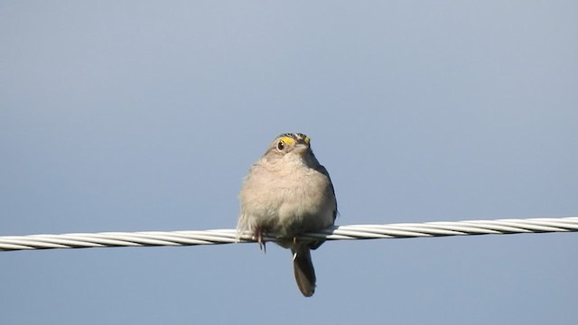 Grassland Sparrow - ML578743631