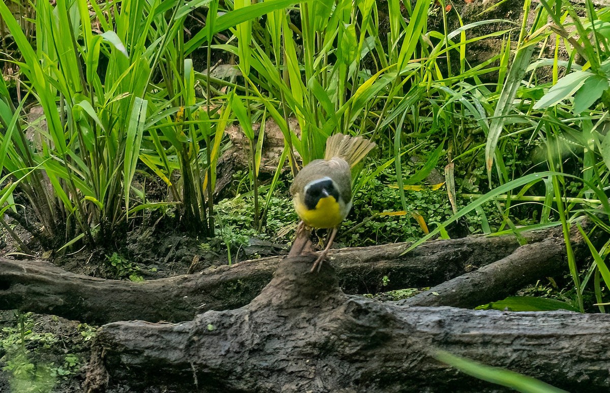 Common Yellowthroat - ML578743691