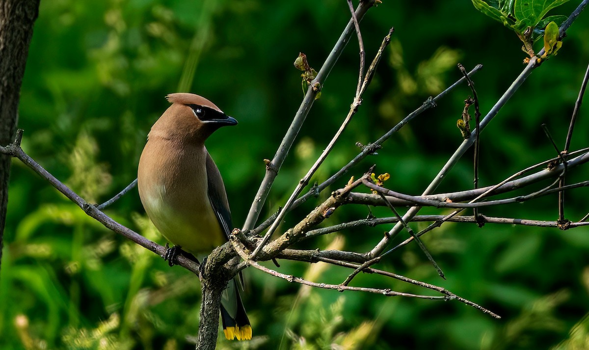 Cedar Waxwing - Cara Young