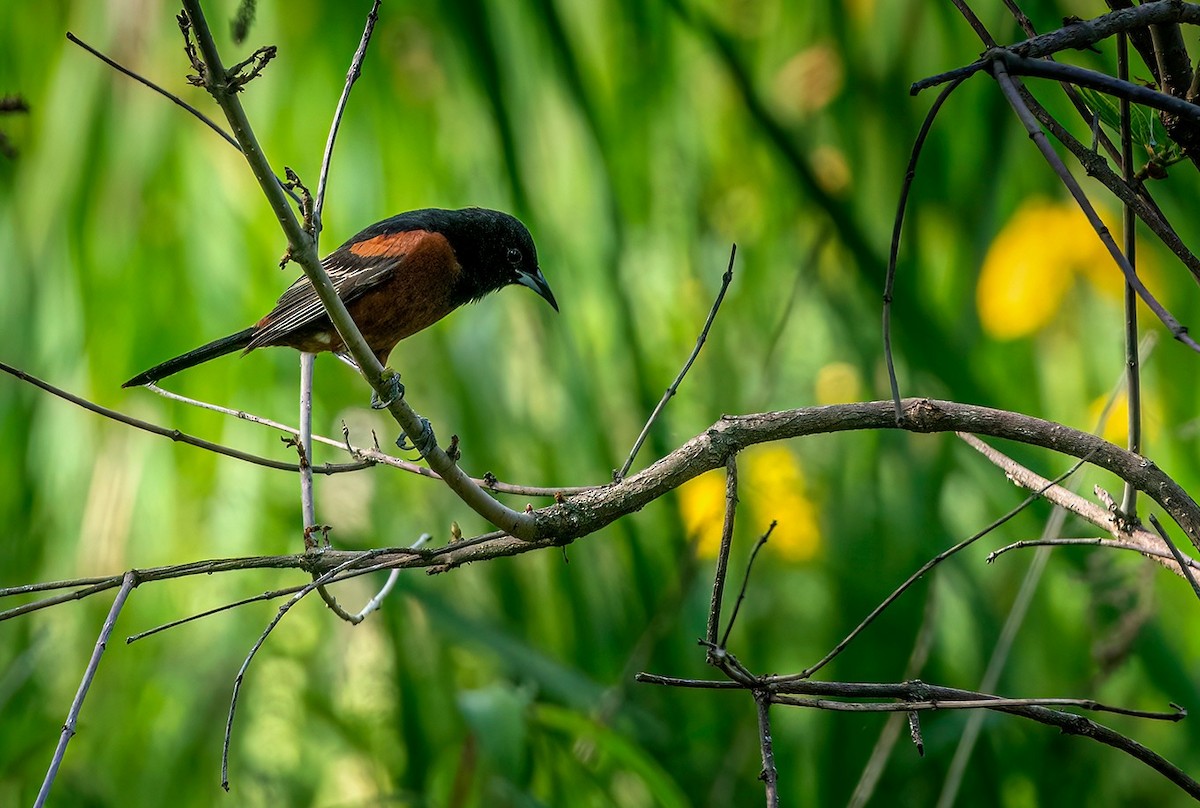 Orchard Oriole - ML578744411