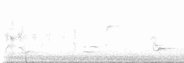 Connecticut Warbler - ML578748991