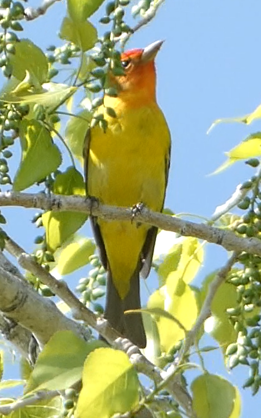 Western Tanager - ML578756211
