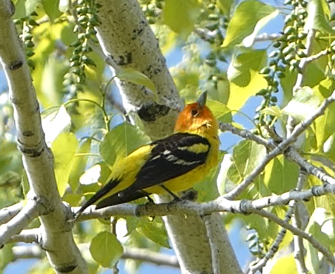 Western Tanager - ML578756221