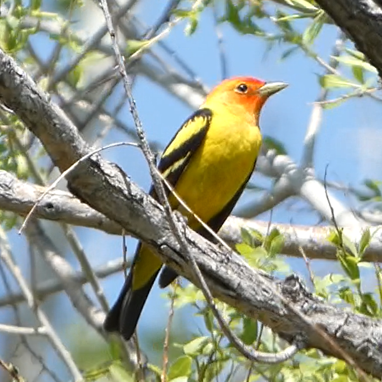 Western Tanager - ML578756231