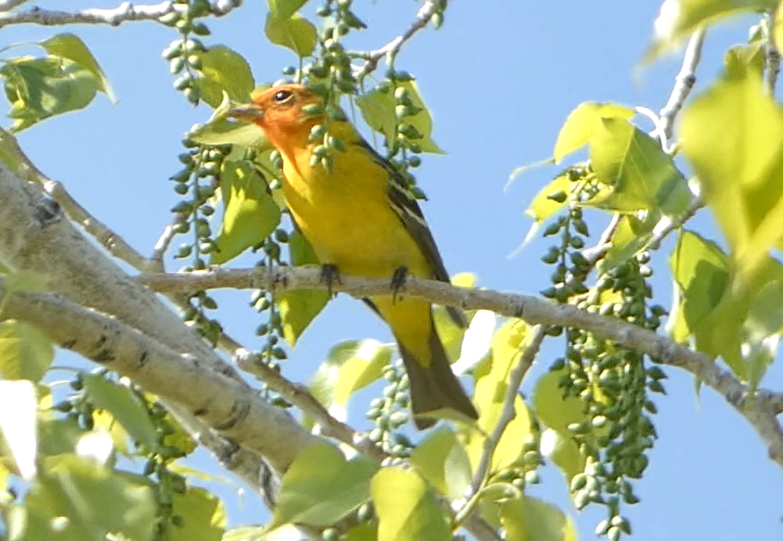 Western Tanager - ML578756241