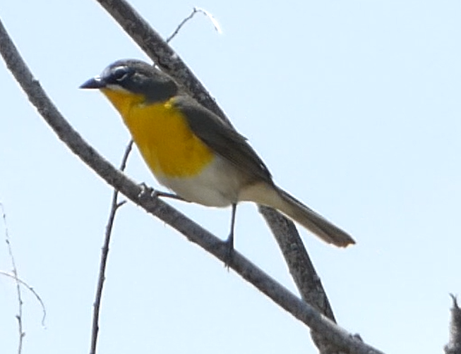 Yellow-breasted Chat - ML578756441