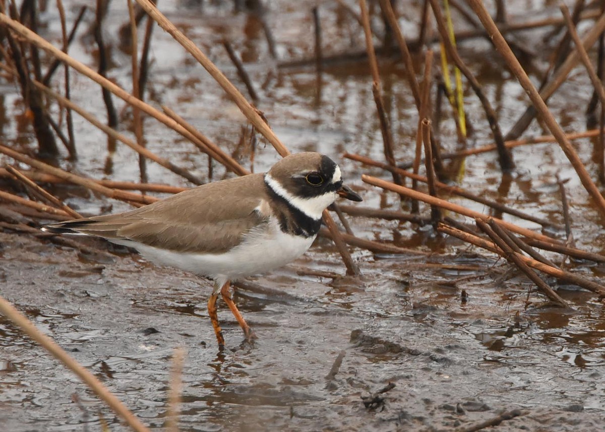 Semipalmated Plover - ML57875851