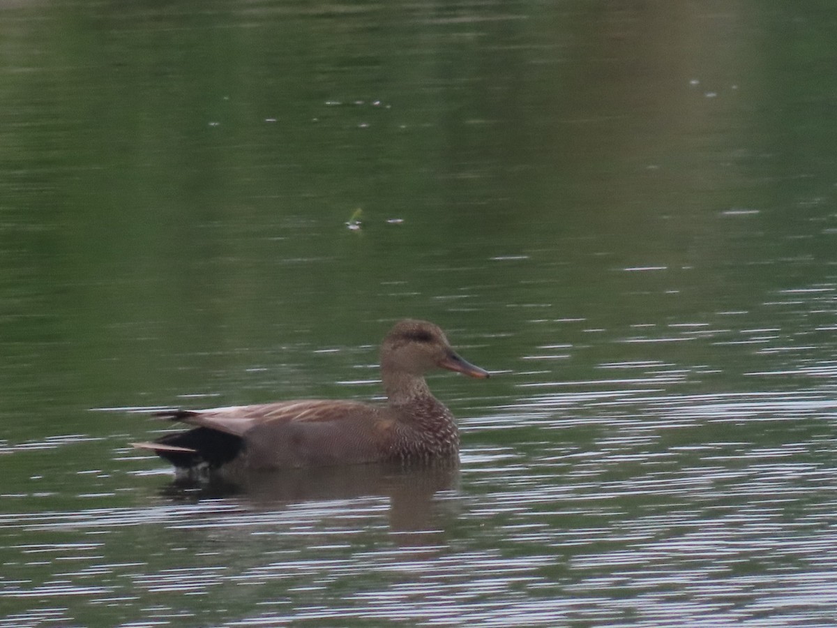 Gadwall - ML578760601