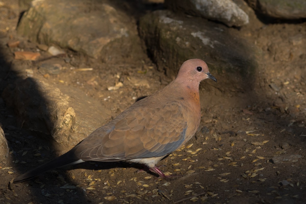 Laughing Dove - ML578761261