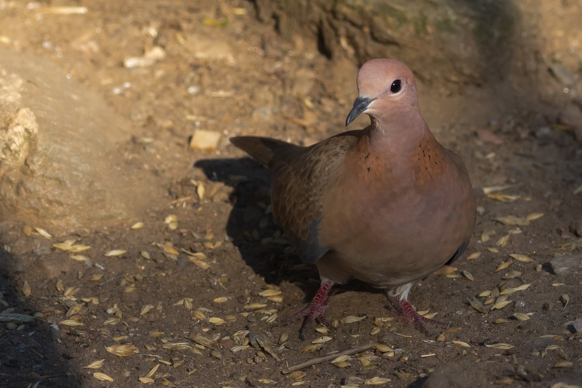 Laughing Dove - ML578761271