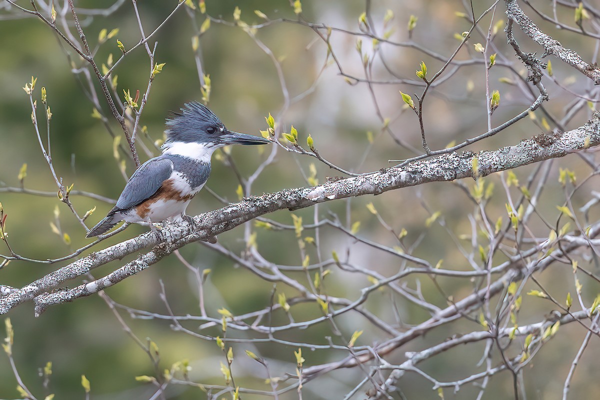 Belted Kingfisher - ML578766011