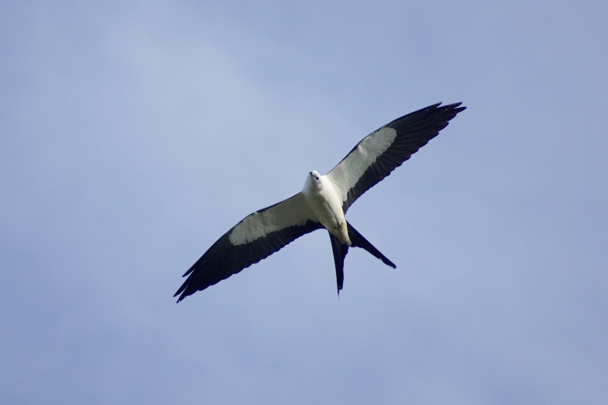 Swallow-tailed Kite - Keith Pochy