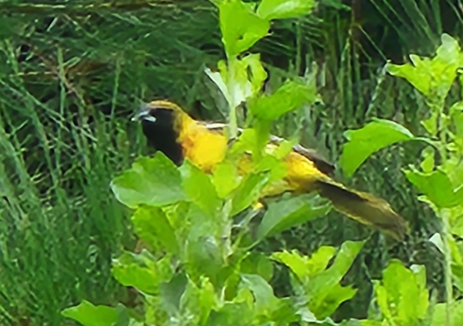 Orchard Oriole - ML578776681