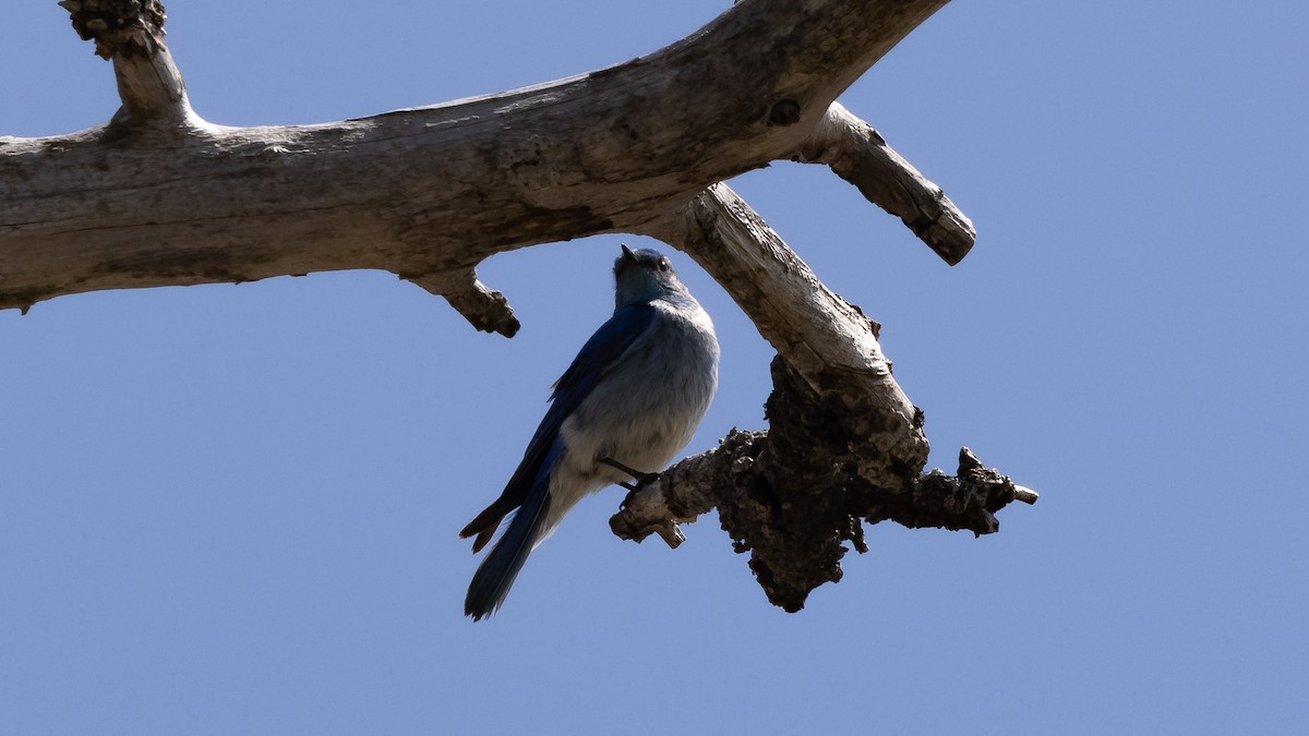 Mountain Bluebird - Robert Sallee