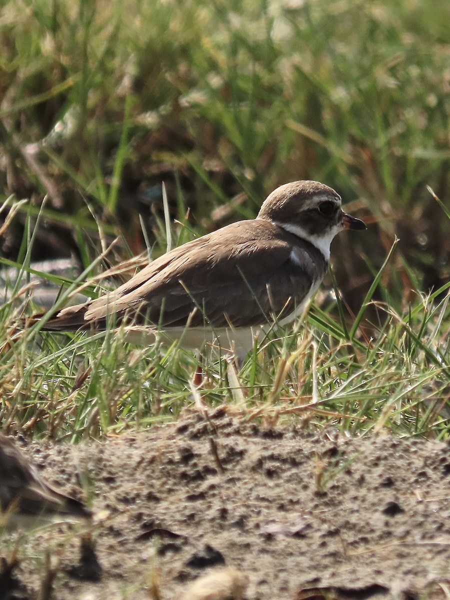 Semipalmated Plover - ML578783201