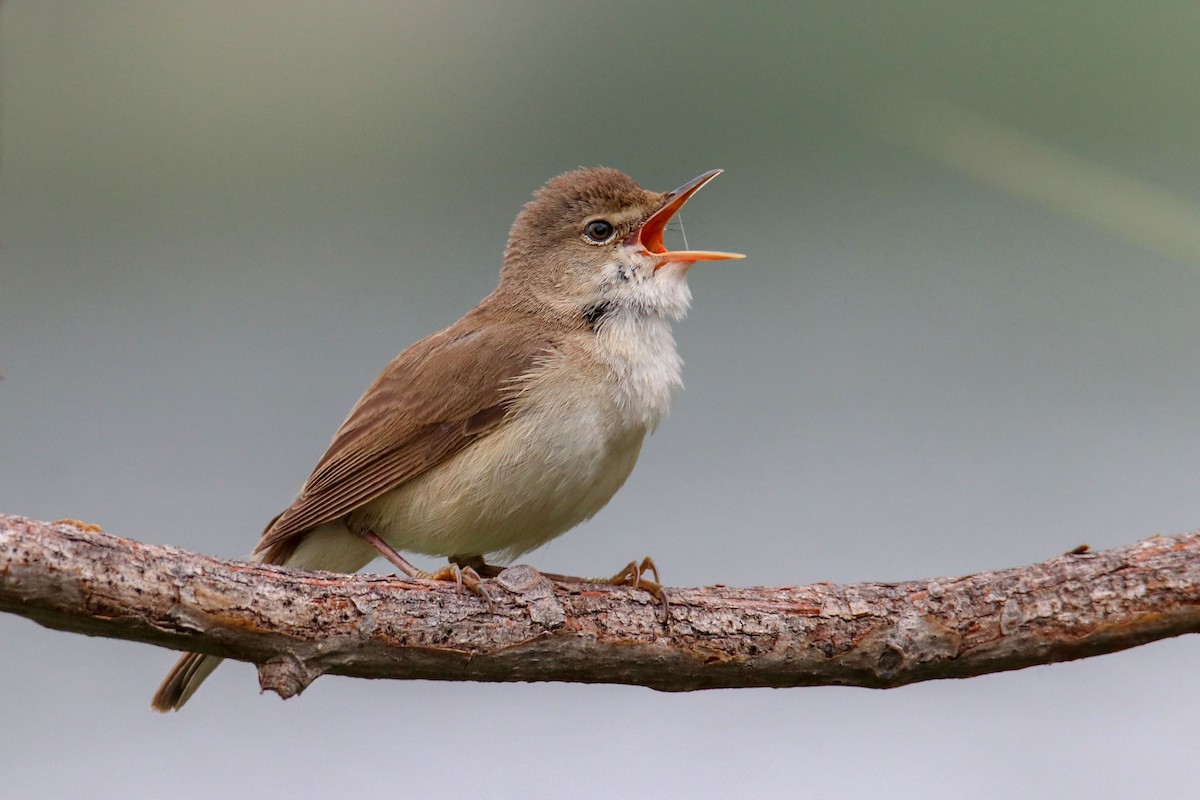 Common Reed Warbler - ML578784171