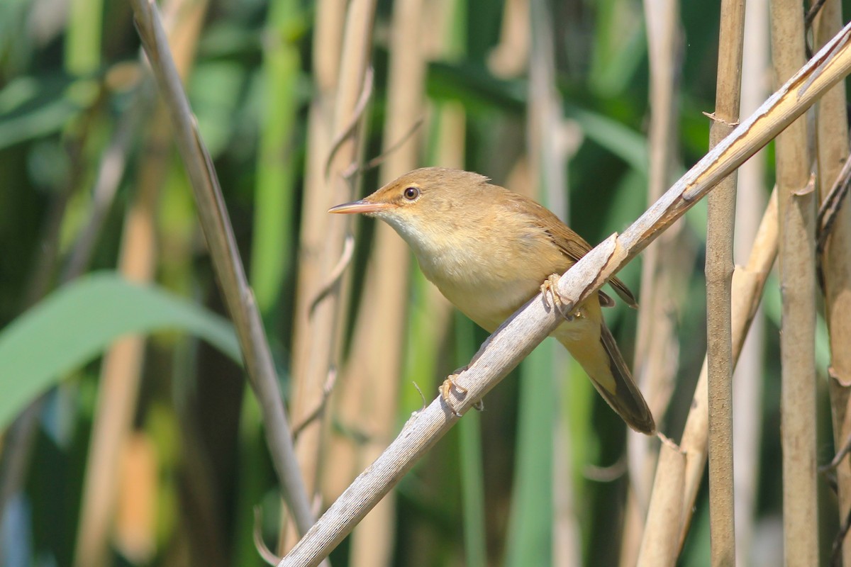Common Reed Warbler - ML578784901