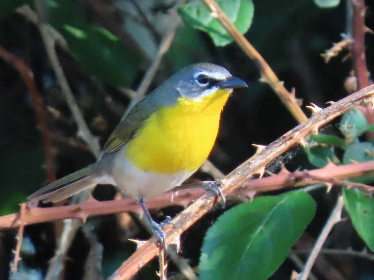 Yellow-breasted Chat - ML578786211