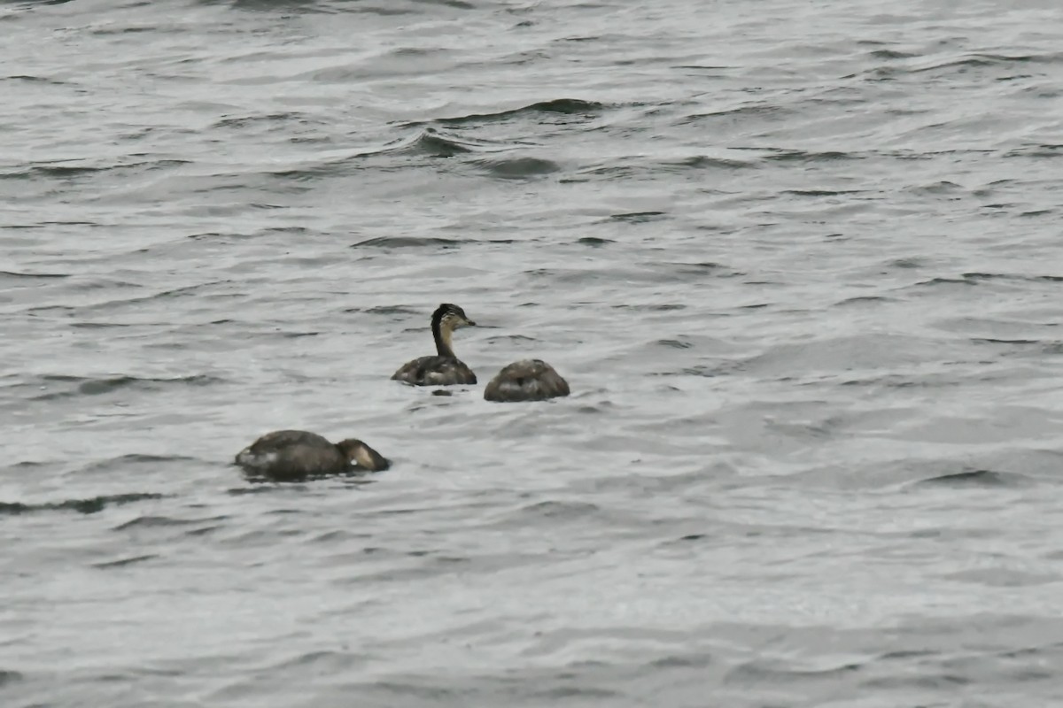 Hoary-headed Grebe - ML578794481