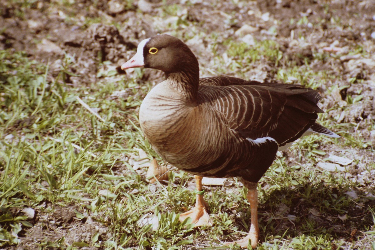 Lesser White-fronted Goose - ML578797351