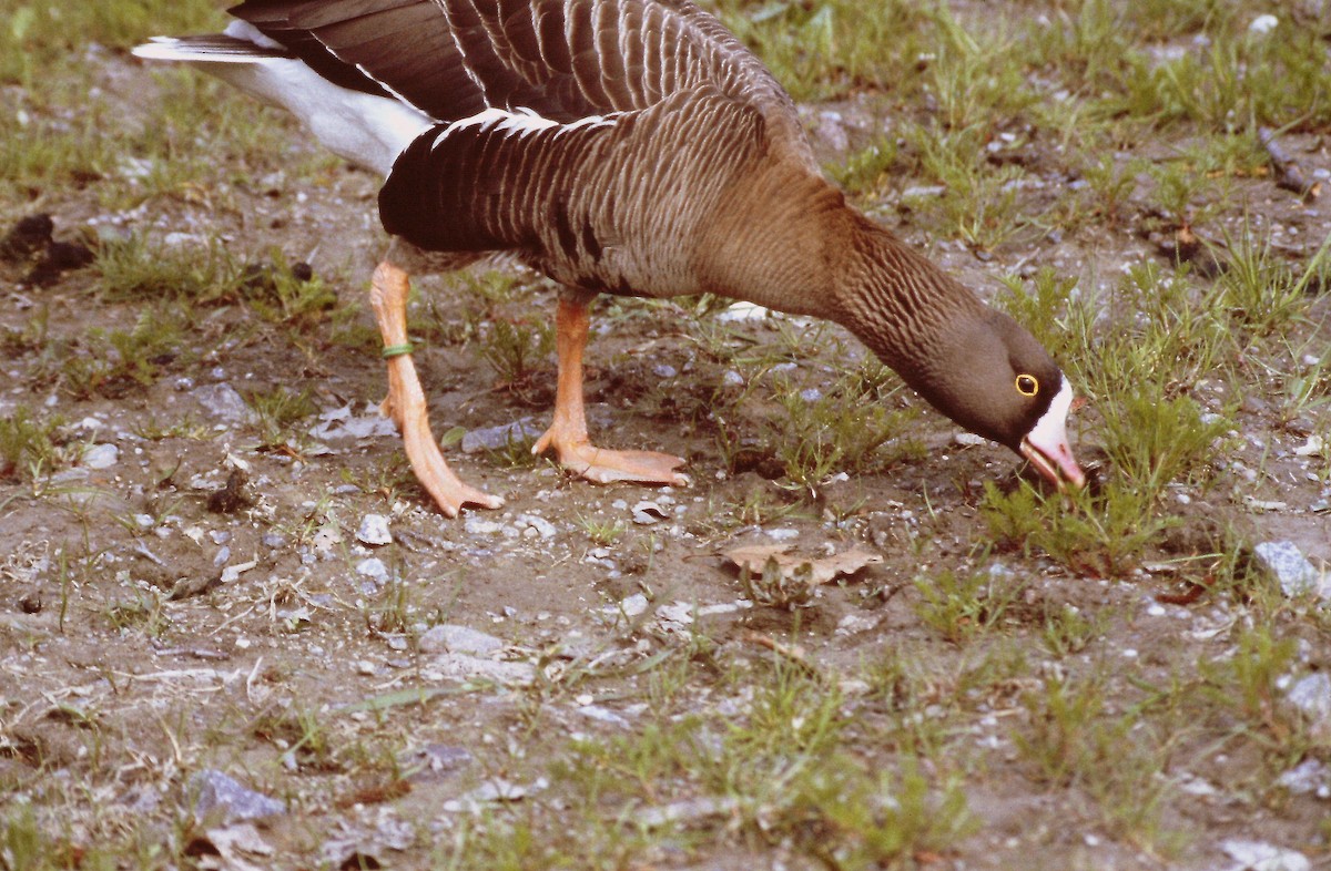 Lesser White-fronted Goose - ML578797841