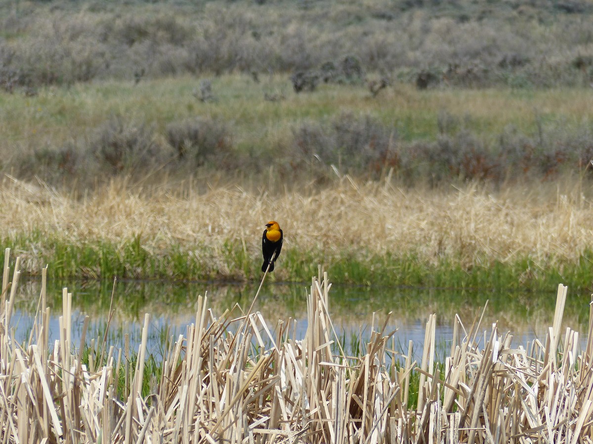 Yellow-headed Blackbird - ML578800381