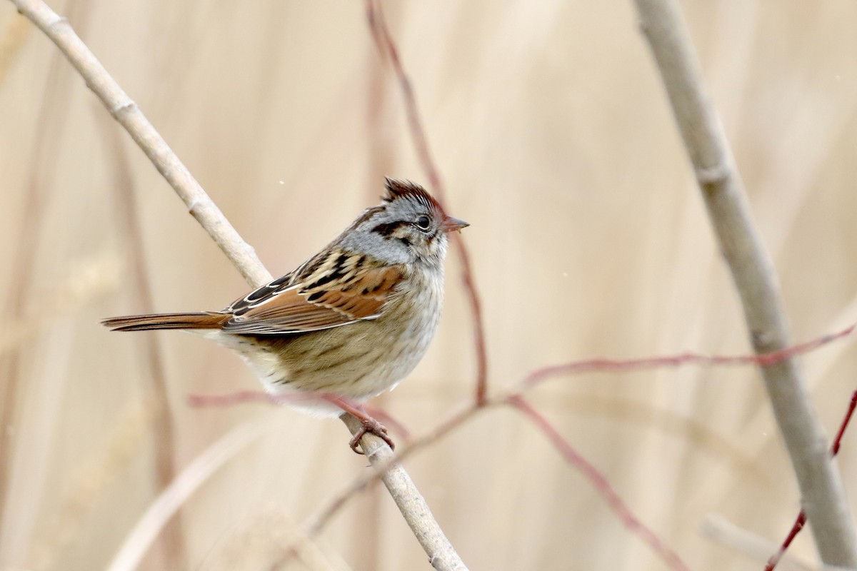 Swamp Sparrow - ML578801871
