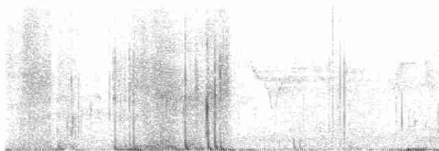 Дрізд-короткодзьоб Cвенсона - ML578802001