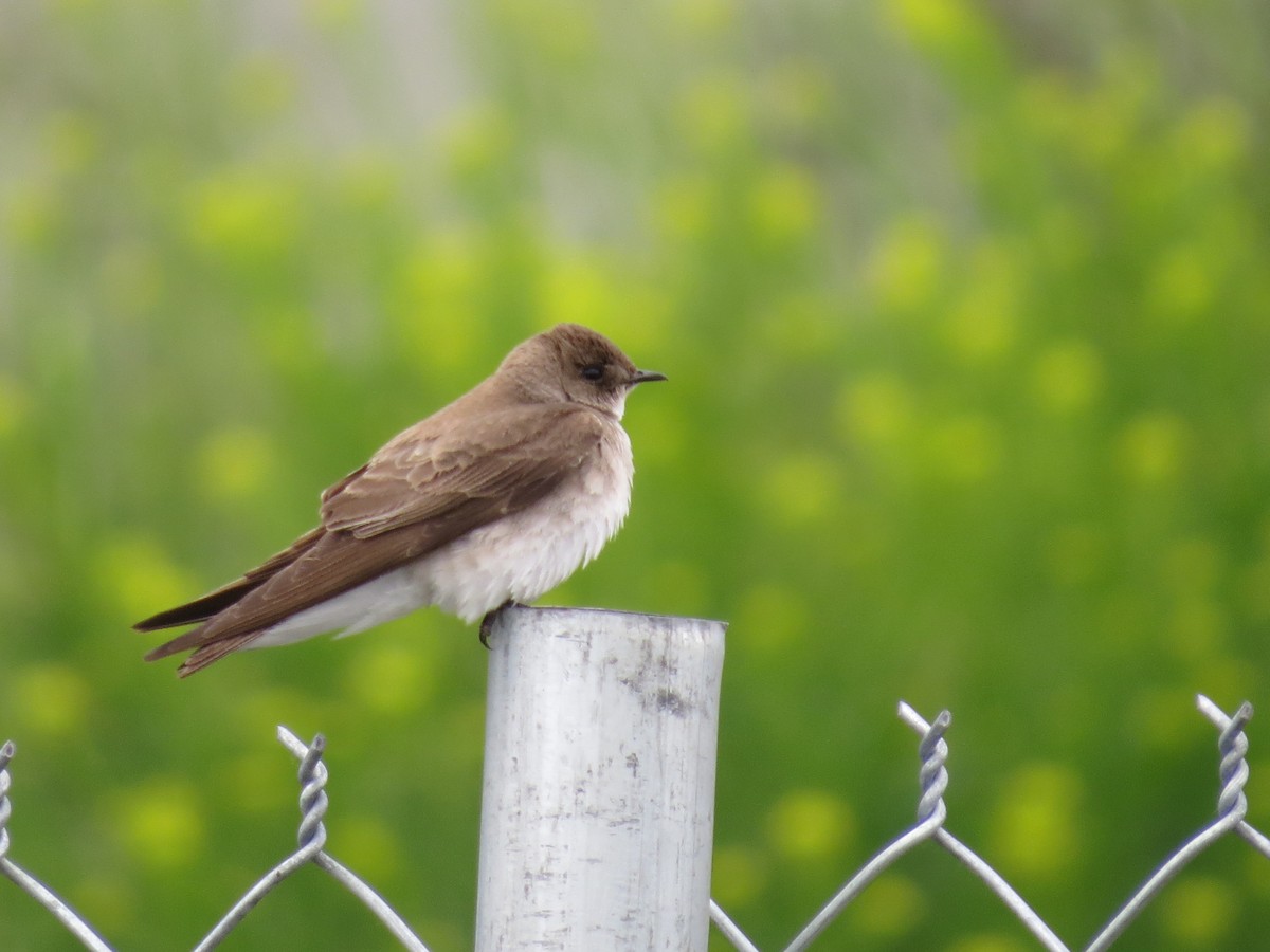 Northern Rough-winged Swallow - ML57880241