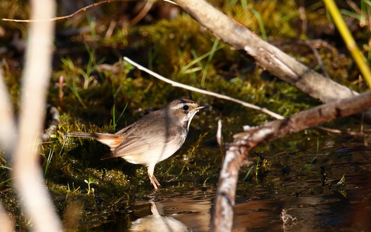 Bluethroat (Red-spotted) - ML578802451