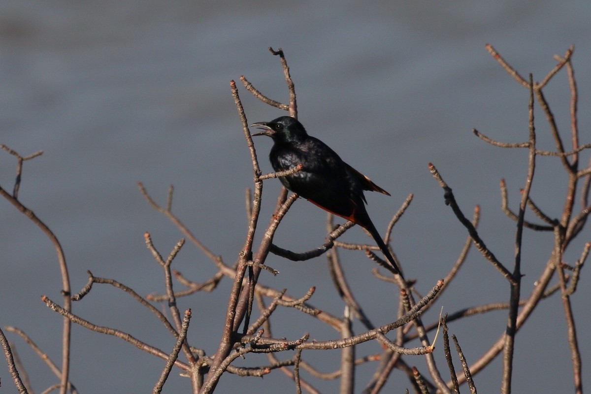Red-winged Starling - ML578802821