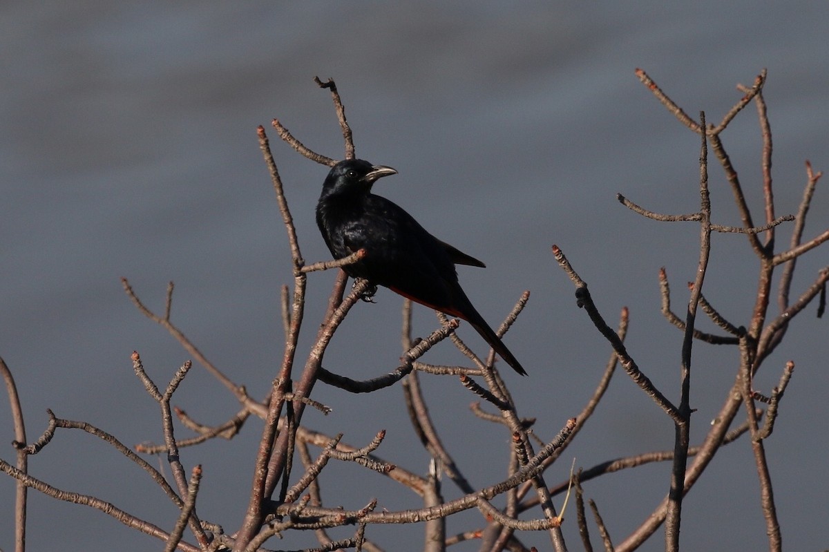 Red-winged Starling - ML578802831