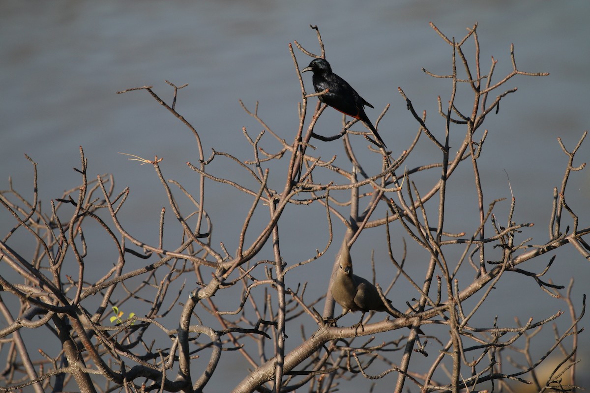 Red-winged Starling - ML578802921