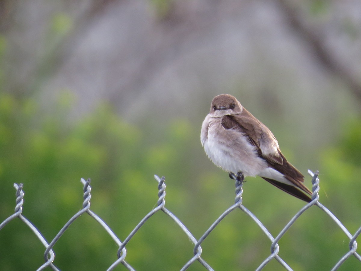 Northern Rough-winged Swallow - ML57880331