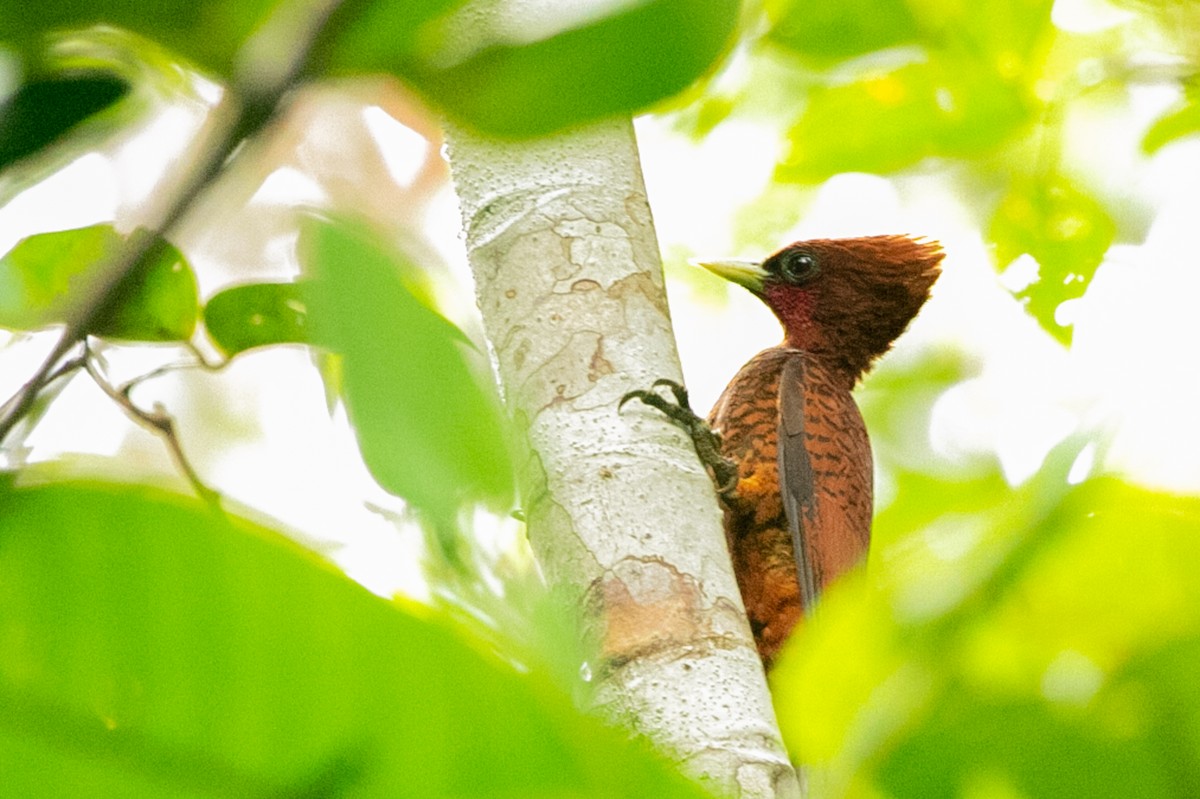 Waved Woodpecker (Scale-breasted) - ML578803981