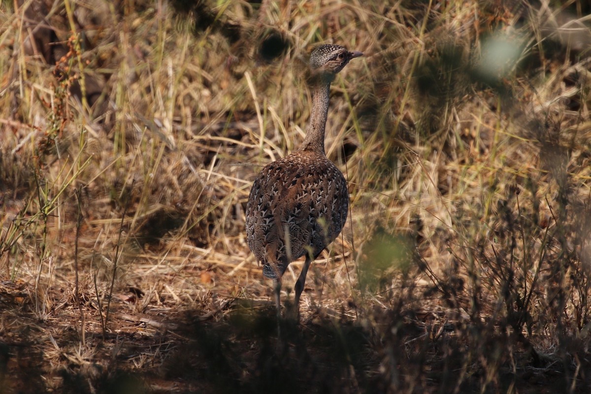 Red-crested Bustard - ML578804681