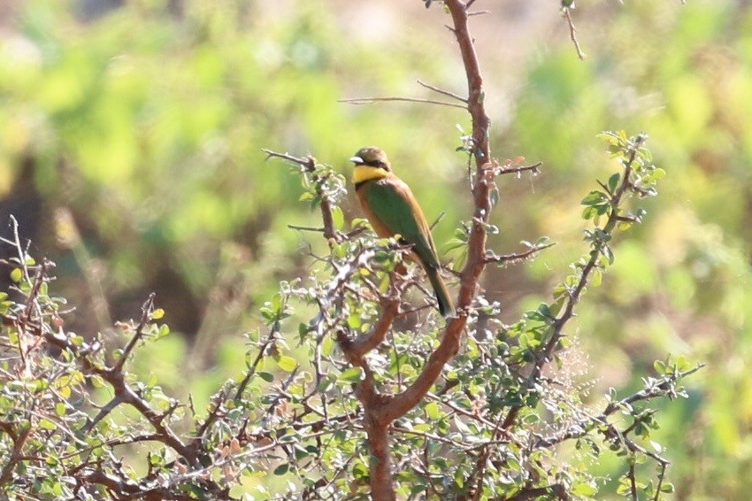 Little Bee-eater - ML578806291