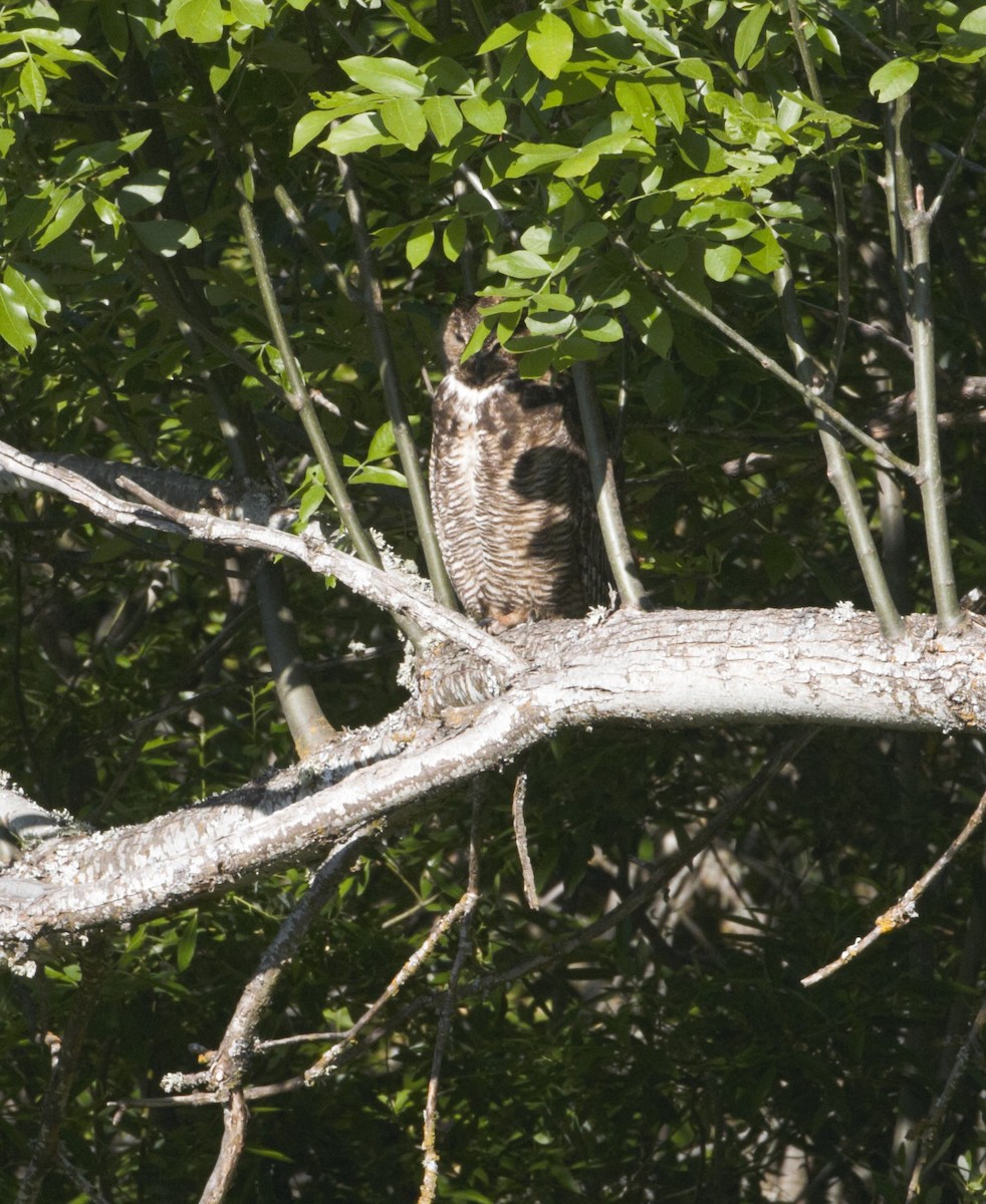 Great Horned Owl - ML578806541
