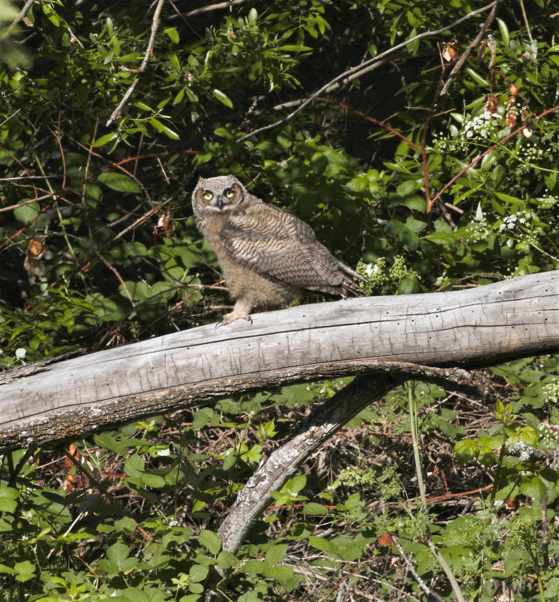 Great Horned Owl - ML578806551