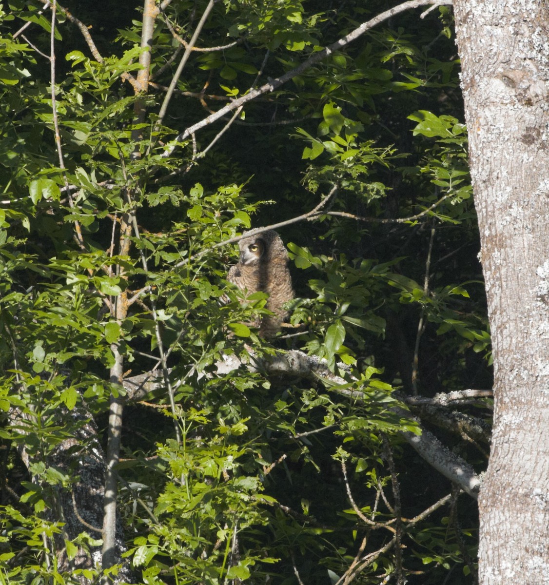 Great Horned Owl - ML578806561