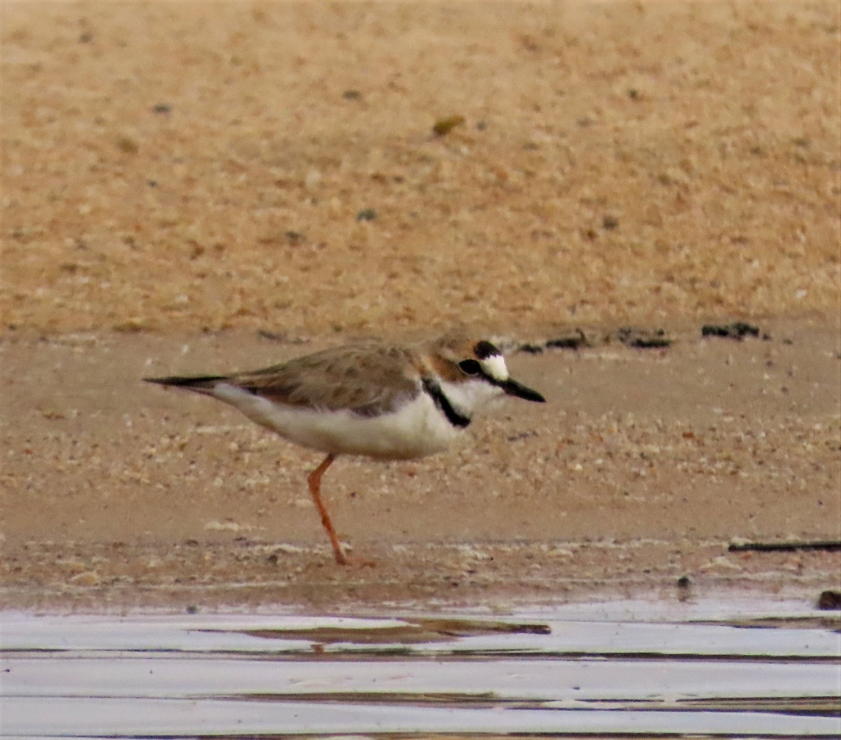 Collared Plover - ML578807431