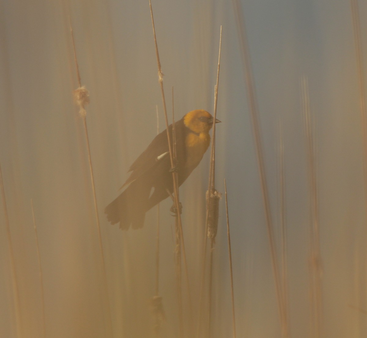 Yellow-headed Blackbird - ML57880851