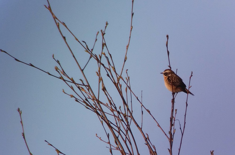 Whinchat - ML57880881