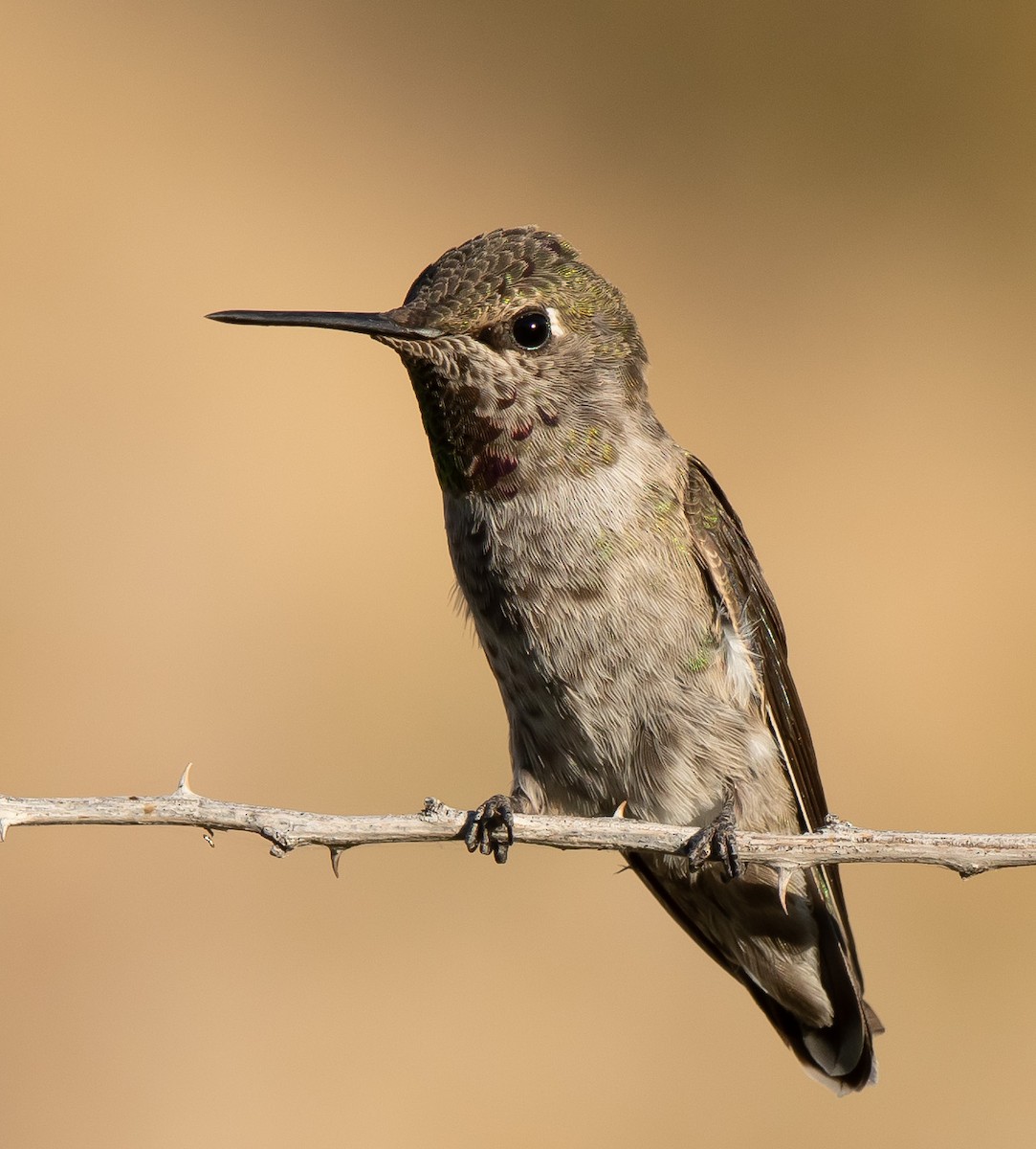 Anna's Hummingbird - ML578811231