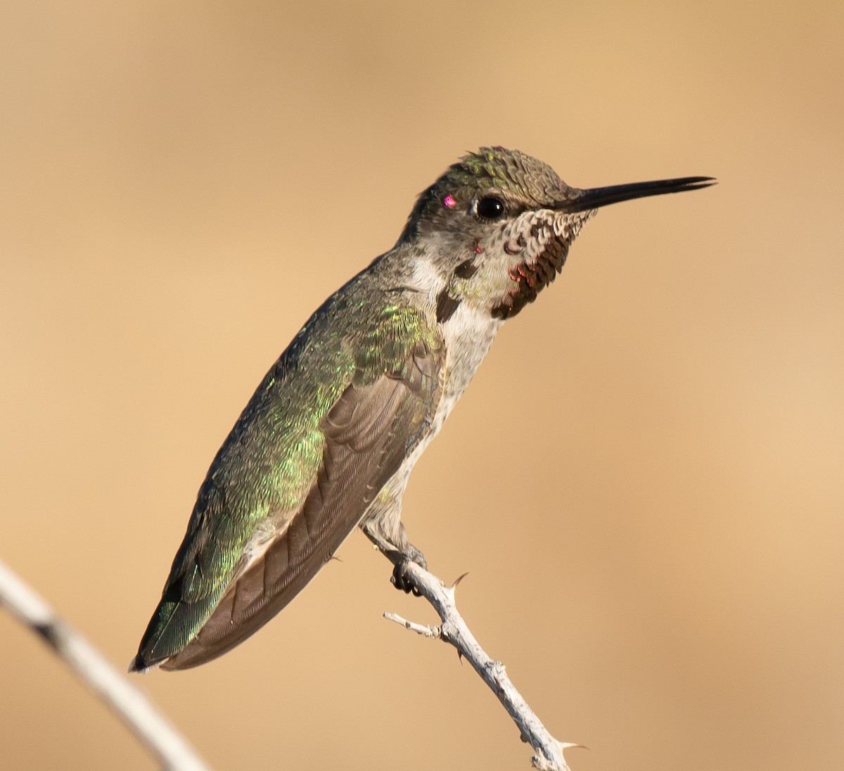 Anna's Hummingbird - ML578811241